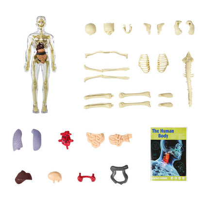 Modello 3D del torso del corpo umano per bambini Modello anatomico dello scheletro