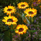 Lucine Solari a LED da Giardino a Forma di Girasole